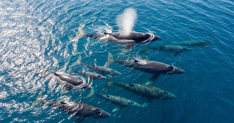 🤗 Thriving Teams Share These 3 Traits + November Bonus Offer