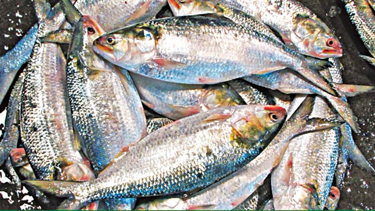Bangladesh’s Hilsa Fish is Gaining International Popularity