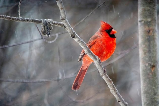 Taking Time to Recharge