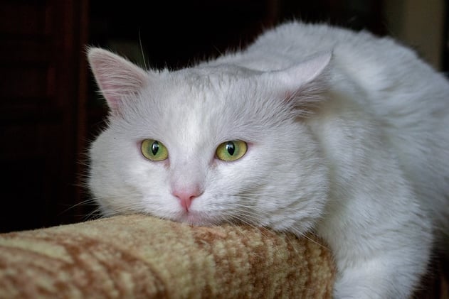 Recognizing & Understanding Feline Dementia in Cats