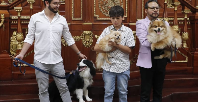 ¿Qué pasa con tus 🐶🐱 si te divorcias?