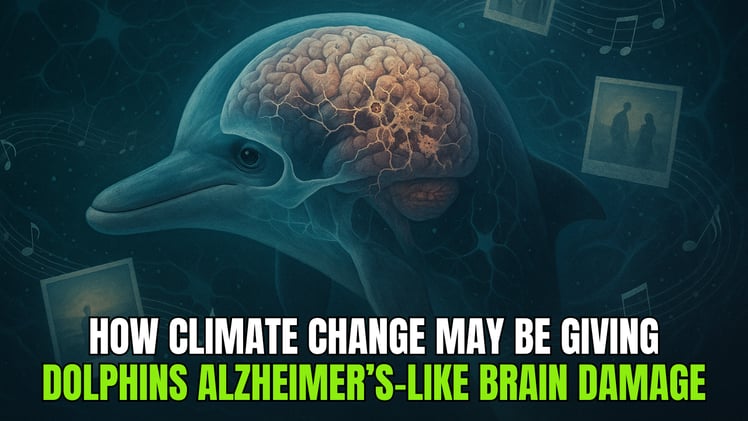 🌱 How Climate Change May Be Giving Dolphins Alzheimer’s-Like Brain Damage 🧠🐬