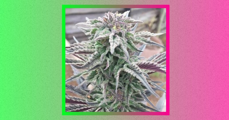 Top 10 Funniest Strain Names