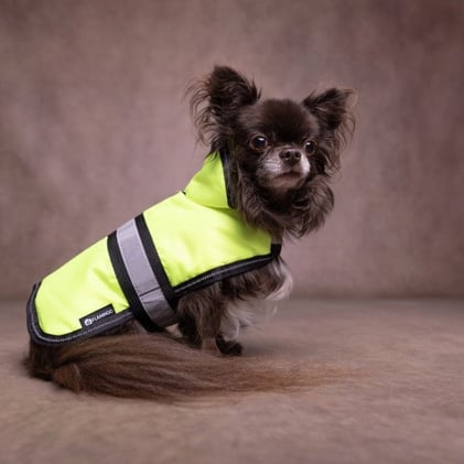 Dogfluencer Digest Week 3 🐶📰