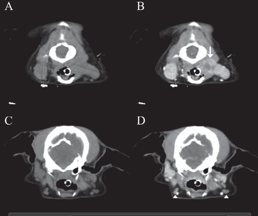 Looks Like Cancer, But Isn’t: Rare Salivary Hyperplasia Mimics Metastasis in Dog