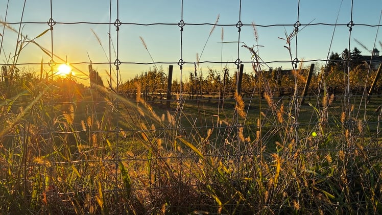 This Morning's Bulletin — 11.4.25