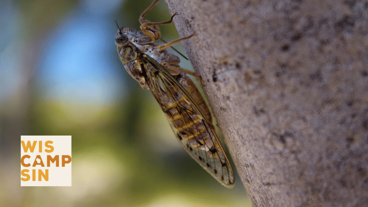 The cicada horde has arrived
