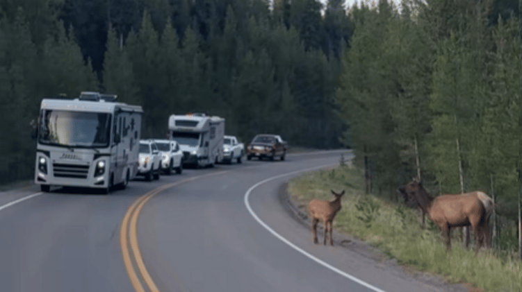 Best traffic jam ever 🚐