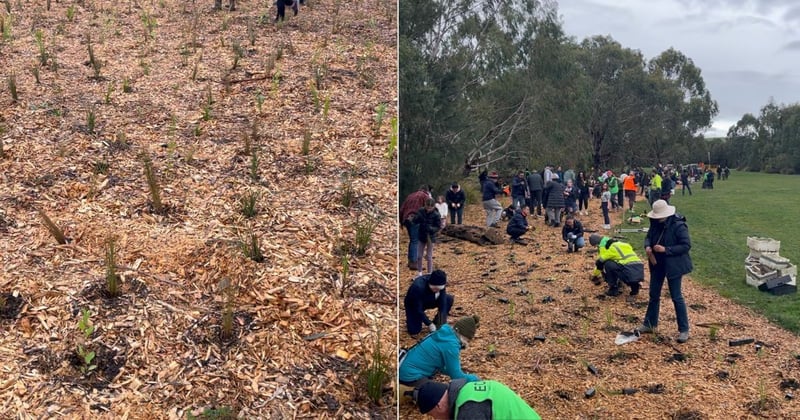  "A powerful act of hope": Hundreds of Knox locals make light work of planting 3,500 trees