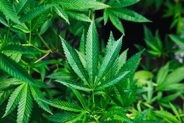 Mera Cannabis Obtains CCAA Protection; EY Appointed Monitor