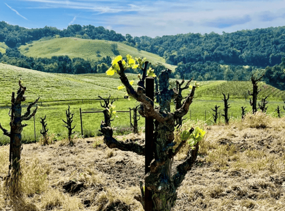Budbreak 2026 arrives two weeks early... and this week's potential record heat means it will spread fast // Fears for the future of Argentina’s wine industry as figures hit a record low  