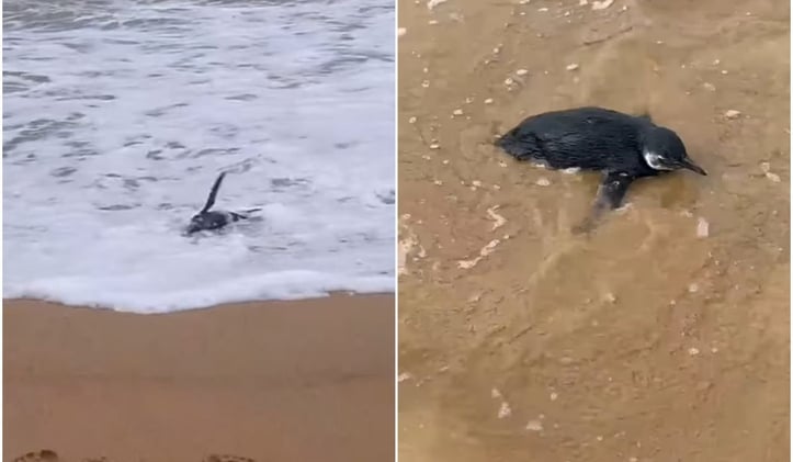 Você viu isso...? Pinguins apareceram no ES 🐧 