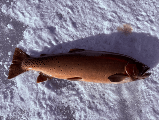 ๐ฃ This Bass Was So Fat, It Set a Lake Record (You Won't Believe Why)