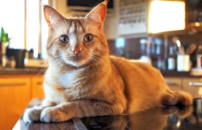 Do Cats Understand Consequences?