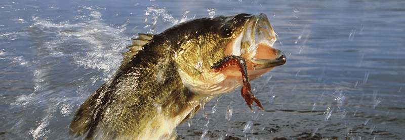 🔑FIFA releases hotel holds; Arlington Foundation awards $1.9M; Change for hunting/fishing licenses.