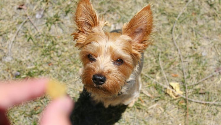 🐕 What is freeze-dried food?