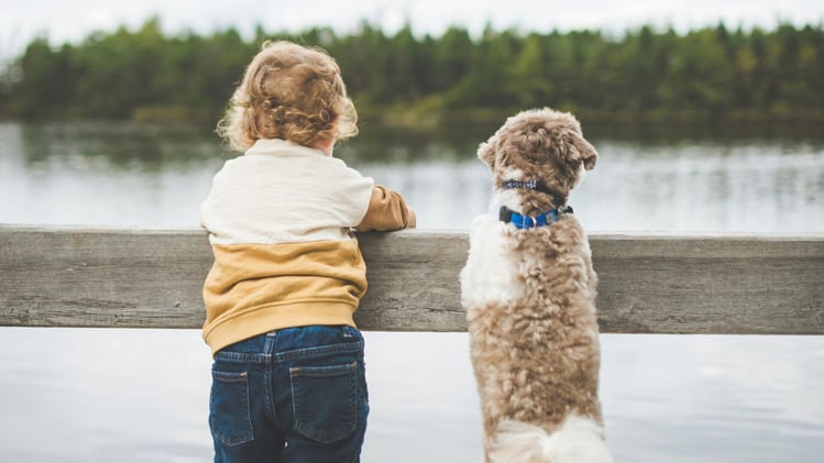 🐕 Surprising signs your dog is bored