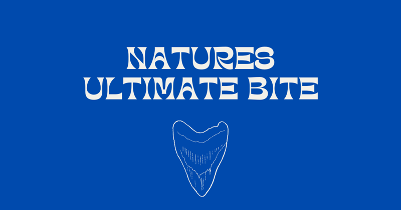 Nature's Ultimate Bite 🦈
