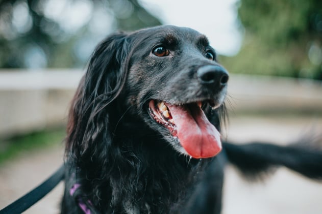 🐕 A quiz for your dog