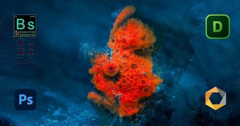 Essential Photoshop Plugins for Underwater Photography: The Pro Editing Workflow 