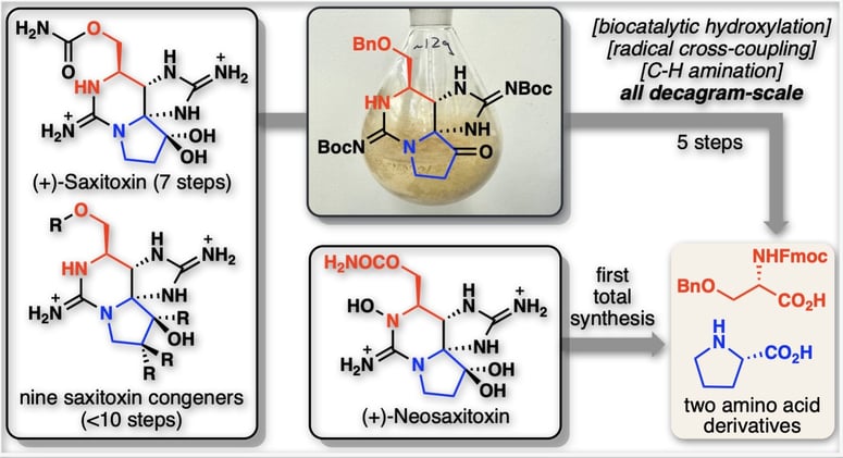 Radicals, Biocatalysis, and C–H Functionalisation. Saxitoxin, Simplified.