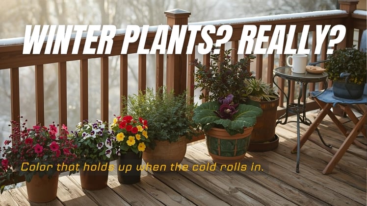 What Colorful Plants Can Survive Winter on My Deck?