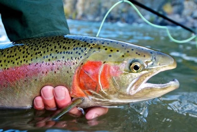 Trout Can’t Resist These Lures—Have You Tried Them?