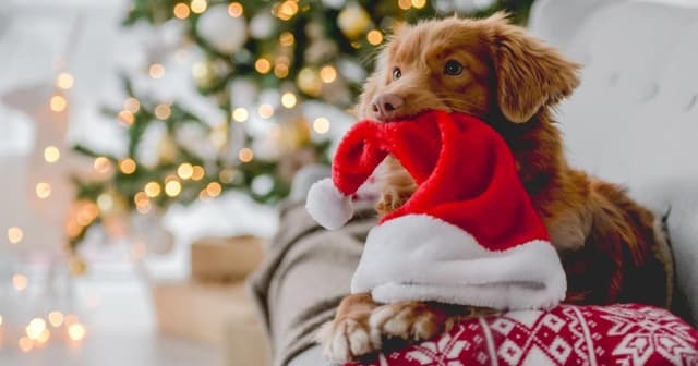 Oxford News By Hana Edition 37