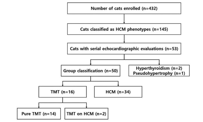 Is That HCM Permanent? New Data Reveal How Often Myocardial Thickening Reverses in Cats