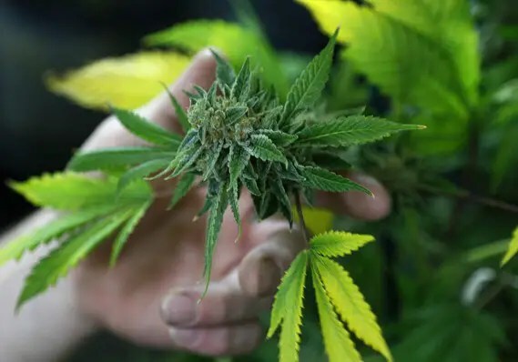 Un millón de dólares de ganancia en el primer día de venta legal de Marihuana