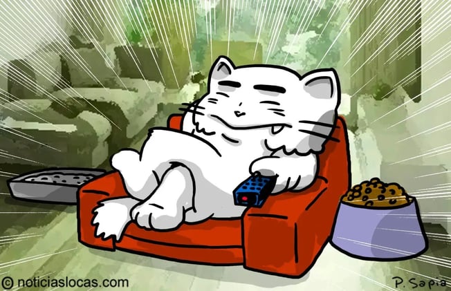 Japón: lanzan apartamentos para solteros con gatos