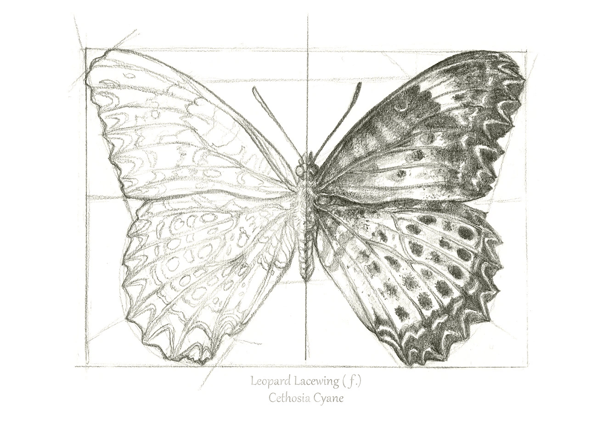 A magical metamorphosis