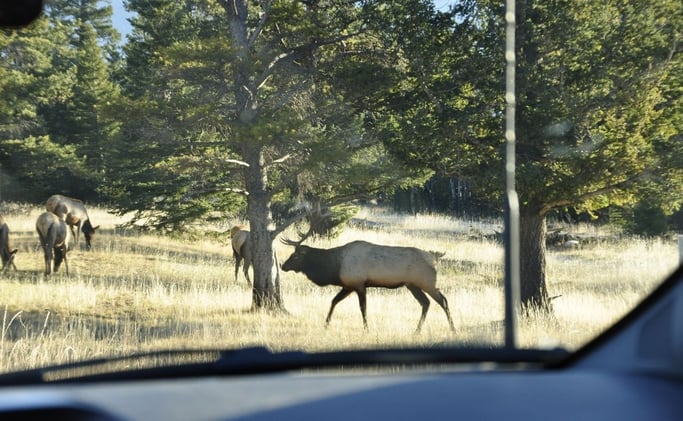 Banff Approves Targeted Plan to Reduce Elk Deaths Along the Railway