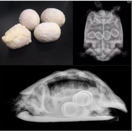 Review for reproductive turtles.....