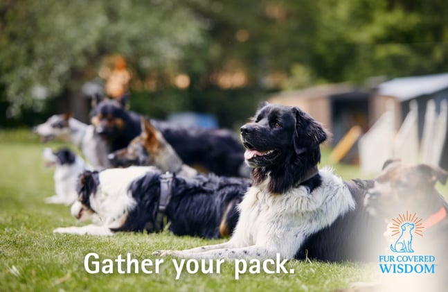 Gather Your Pack