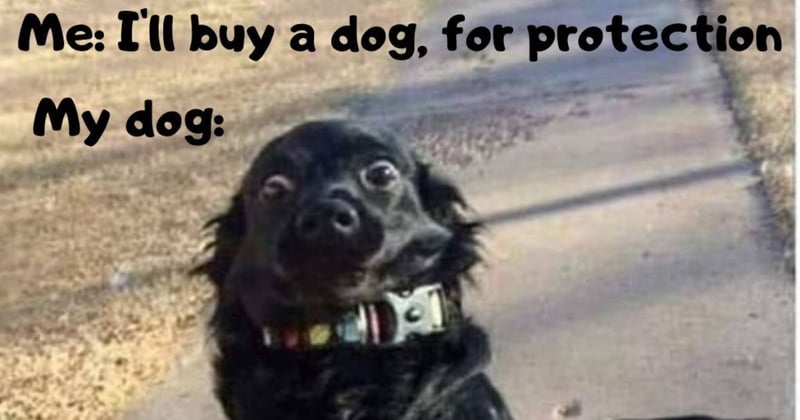 🐶Meet My Guard Dog! Wait...What? 😂