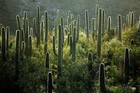 Cactus Bathing in Tucson