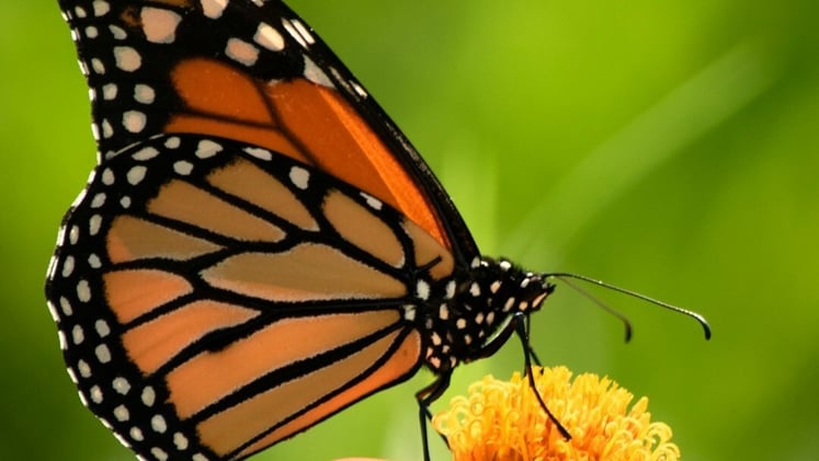 Nature Positive Practices