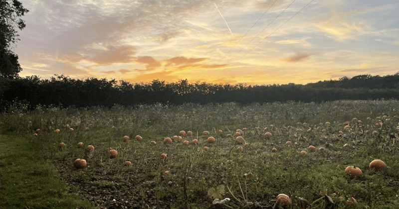 Pumpkin Picking Season Has Arrived 🎃