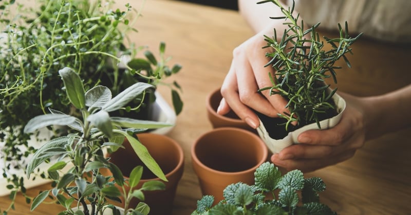 How Indoor Gardening Can Boost Your Mental Health