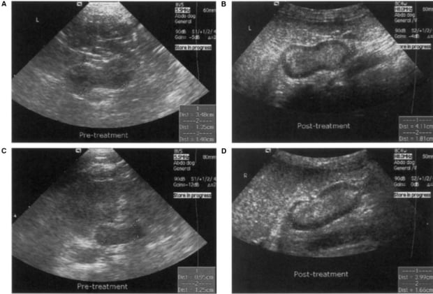 Bigger Glands, Better Control? Trilostane Therapy Enlarges Adrenals in Dogs with PDH