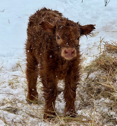 Six Auctions. $1.6 Million. Two Very Different Markets.