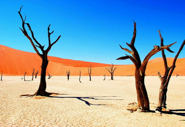 Safari in Namibia