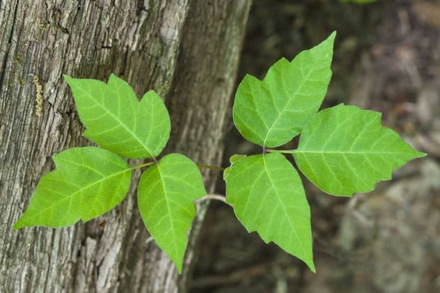 Analogy: Poison Ivy