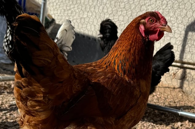 The Community Bulletin