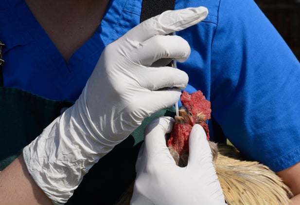 🦅 Possible Bird Flu Case in Washington Marks a Notable Return