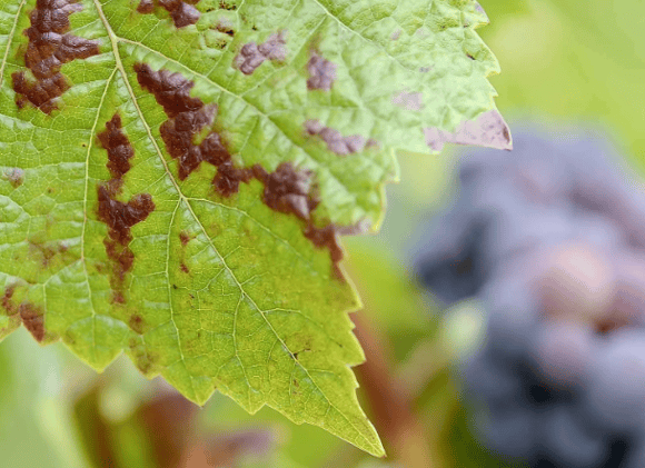 Red blotch a worldwide vineyard threat  // Wine Diplomacy Paves the Way 