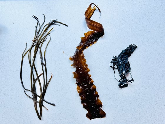 Helicopter/Whaleboat Rescues, Edible Seaweed, and Herbal Mutual Aid