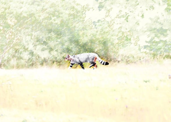 Muestra Solidaria "Carnívoros" 