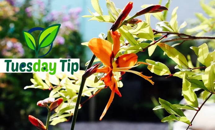 Tuesday Tips: Prepping for Fall—The Gentle Plant Pivot 